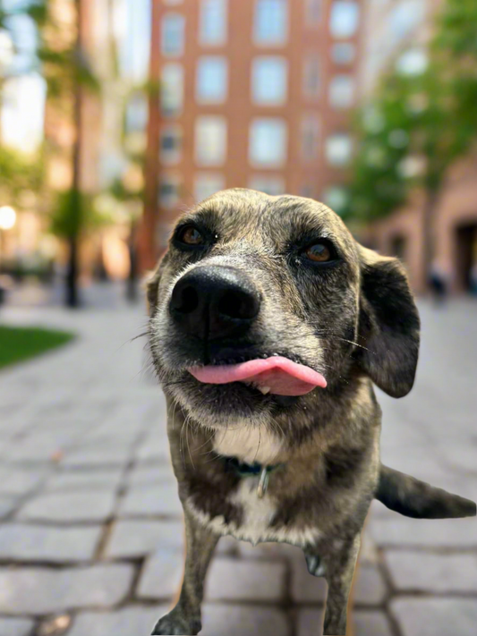 Minty Fresh Pup Treats